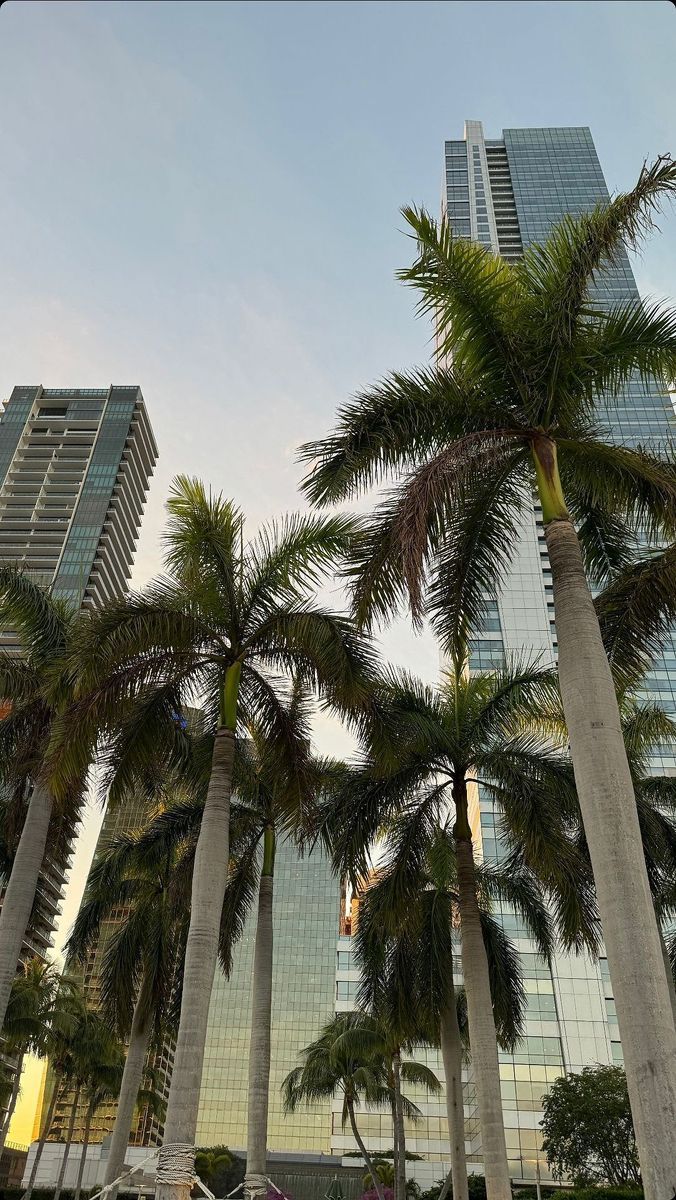 Miami palm trees